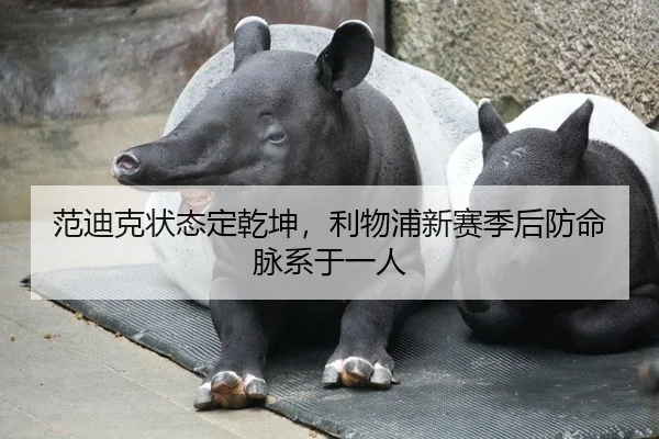 范迪克状态定乾坤，利物浦新赛季后防命脉系于一人